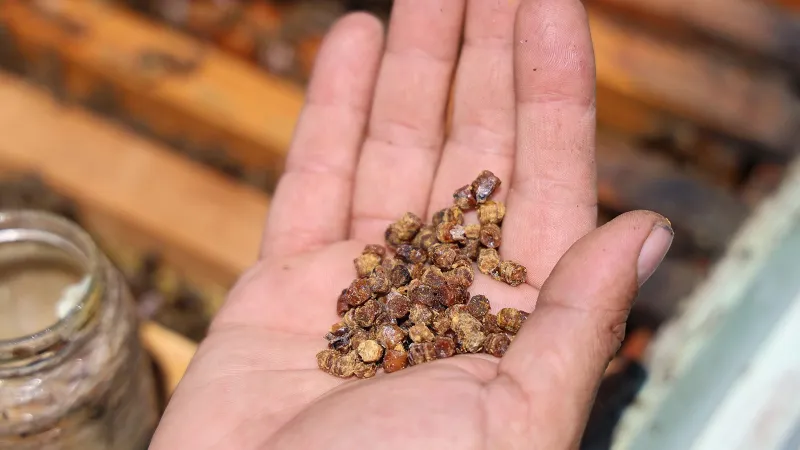 Bir zamanlar çöpe atılıyordu, şimdi kilosu 3 bin TL'den satılıyor