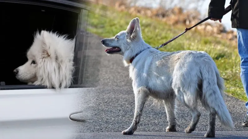 İran'da Köpek Gezdirme Yasağı Resmen Başladı! Şoke Eden Gerekçe!
