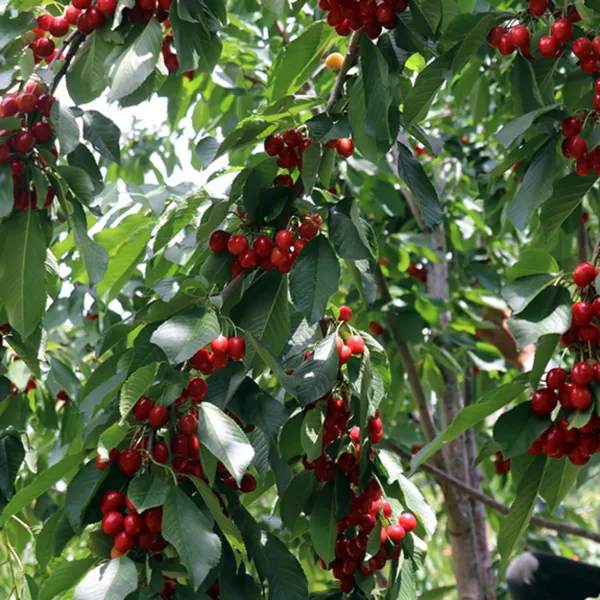 Kiraz ihracatındaki kayıp 61 bin ton