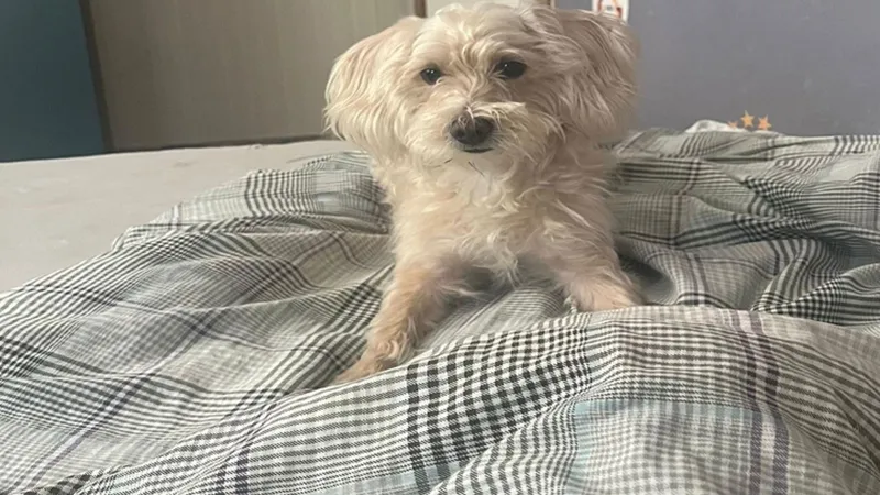 Köpek Otelinde Skandal! Tarçın Çevre Yolunda Can Verdi
