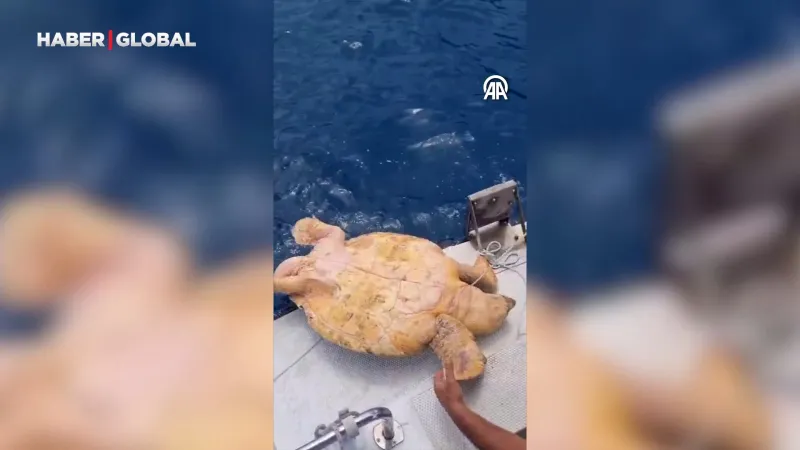 Caretta Caretta Ölümden Döndü! Antalya'da Mucize Kurtuluş