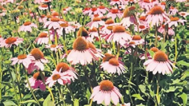 Muğla’da tıbbi ve aromatik bitki üretimi 10 yılda 20 kat arttı