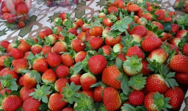 Ordu'da Çilek Sezonu Açıldı! Fındığa Rakip Yeni Gelir Kaynağı mı?