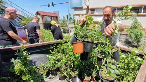 Rize'de Mavi Mucize! 9.500 Fidan Üreticiye Can Suyu Oldu