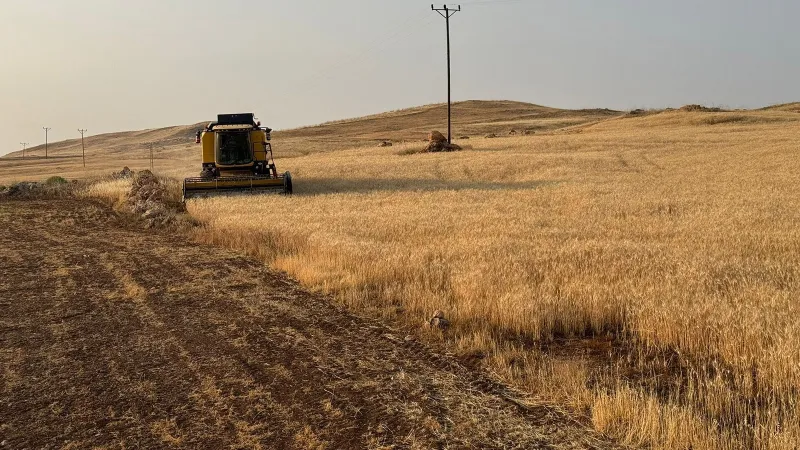 Siirt'te Buğday Hasadı Şoku! Çiftçiler Ne Bekliyordu?