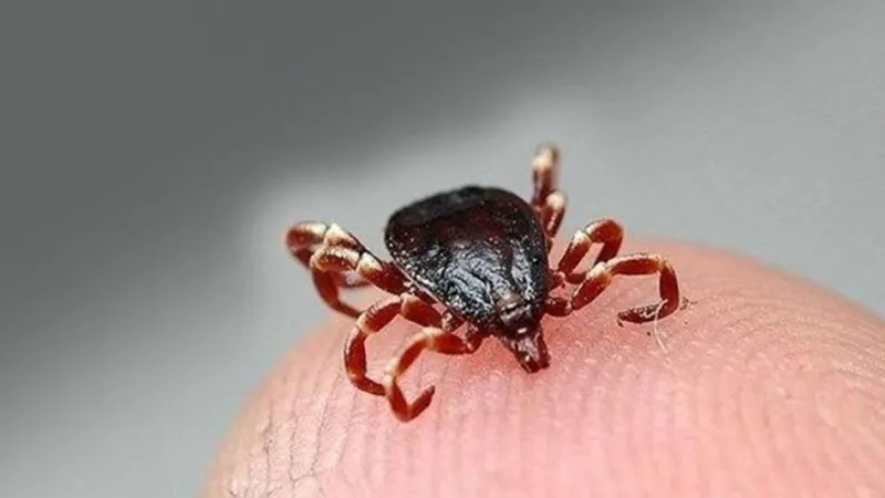 Sivas'ta KKKA Alarmı! Kene Kurbanı Köpük Meral Hayatını Kaybetti