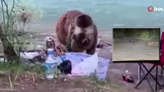 Tunceli'de anne ayı ve yavruları piknikçilerin yanına geldi! İşte o anlar