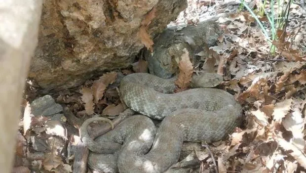 Tunceli'de Görülen Koca Engerek! Tek Isırığı Öldürüyor Mu?